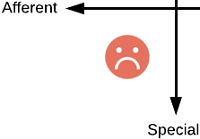 Unhappy Quadrant: Afferent/Special